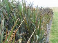 Albums/20060200-New Zealand 2006/20060313-Catlins/5